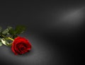 Beautiful red rose on black background, valentine\'s day, Christmas concept ,funeral symbol